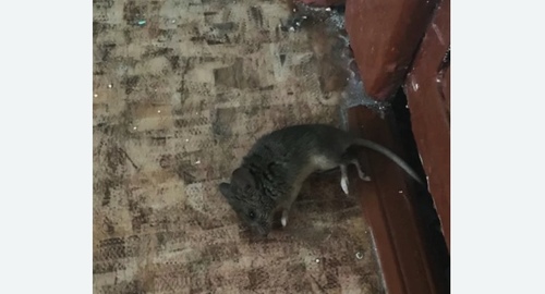 Дезинфекция от мышей в Снежинске