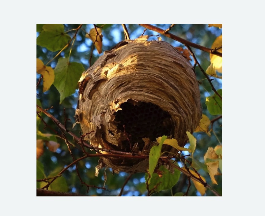 Обработка от шершней в Снежинске