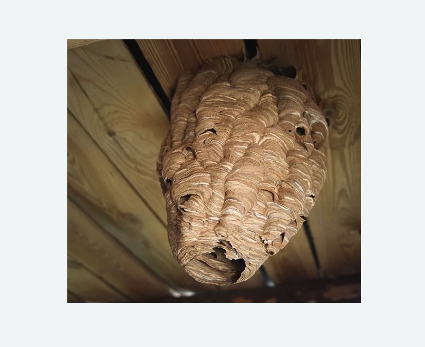 обработка от шершней в Снежинске