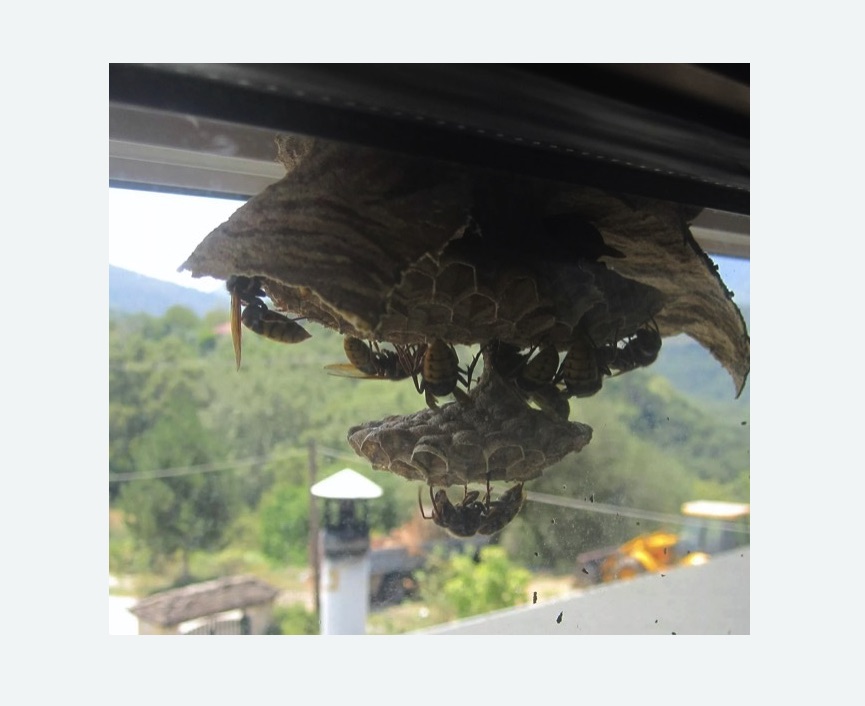 Уничтожение гнёзд шершней в Снежинске