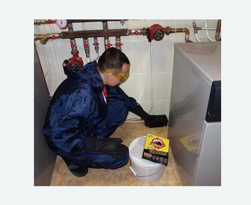 Уничтожение крыс в Снежинске