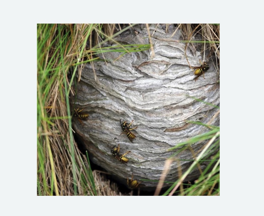 Уничтожение ос и ульев в Снежинске